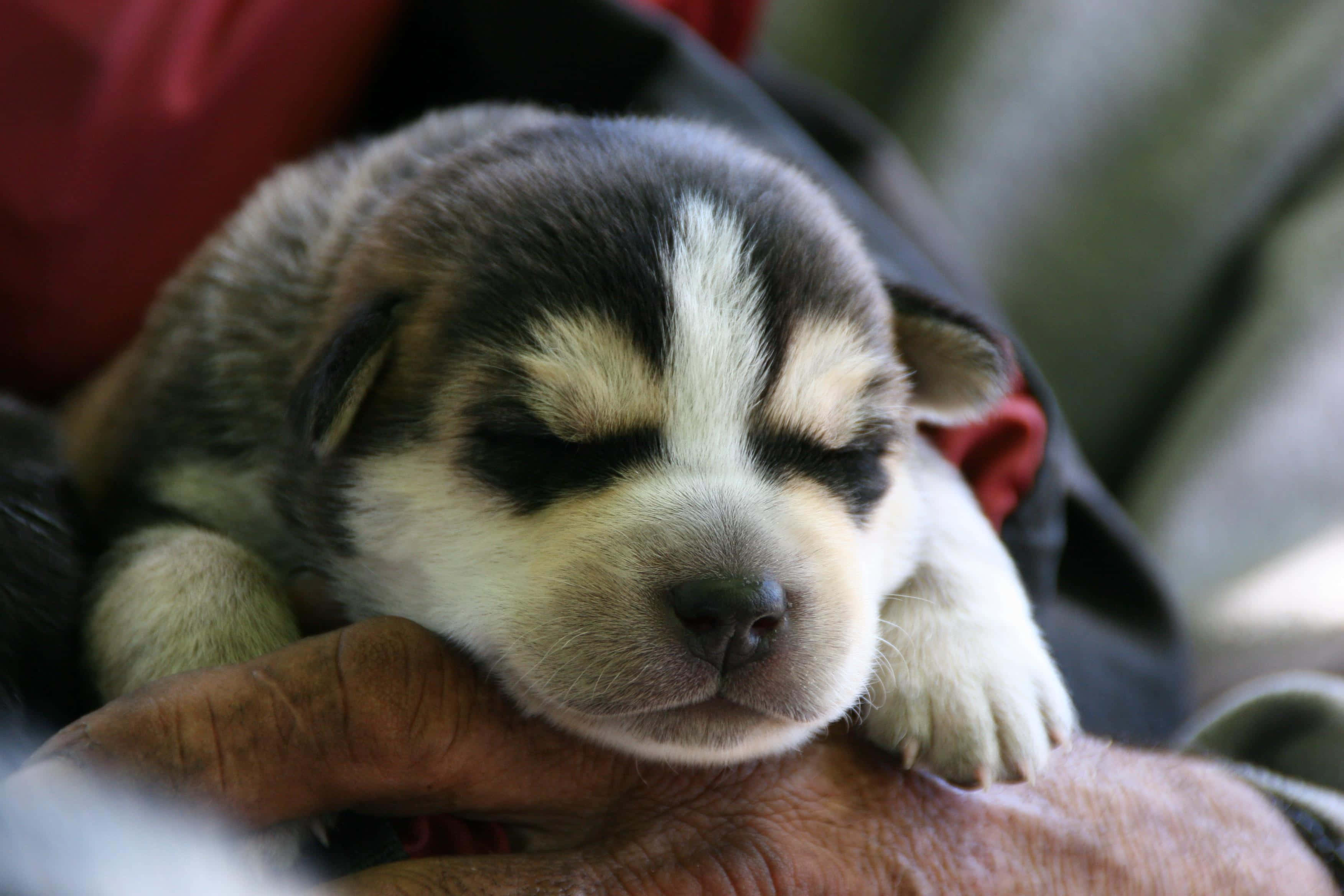 wolf pup 3504, 2336, husky puppy, 2K Desktop Wallpaper