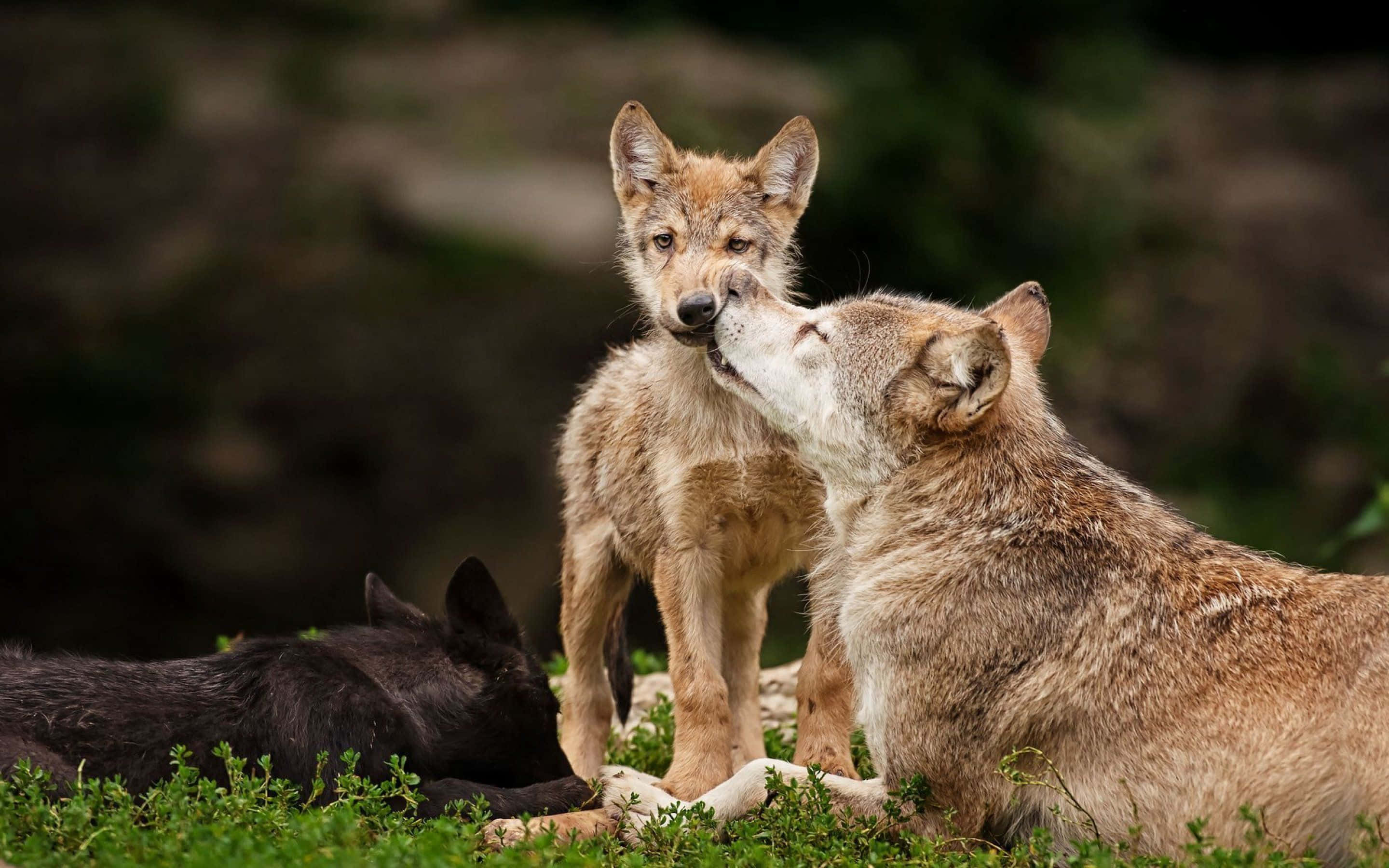 wolf pup, adult wolf, grassy forest clearing, 2K Desktop Wallpaper
