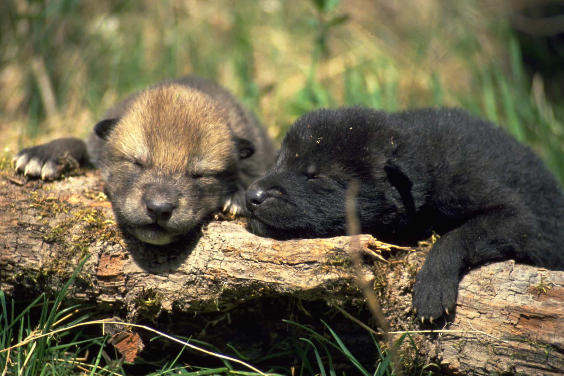wolf pup, light brown, black, HD Desktop Wallpaper