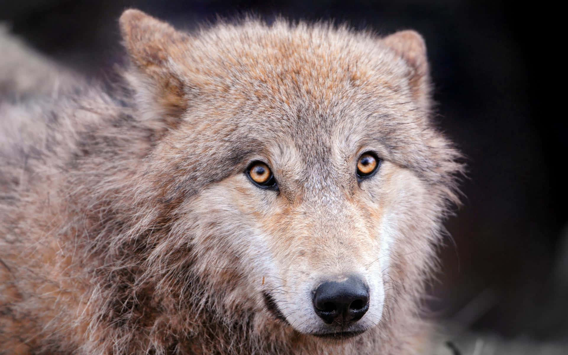 lone wolf pup, amber eyes, thick gray-brown fur, Full HD Desktop Wallpaper