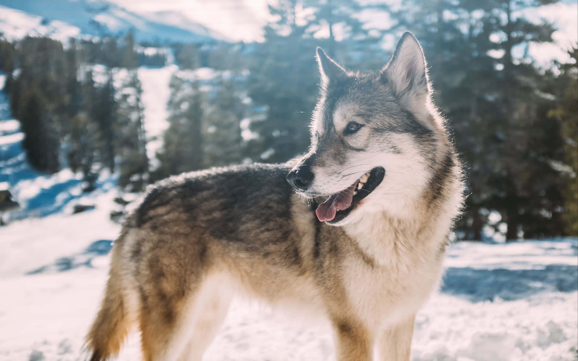 wolf pup, snowy forest, sunlit mountains, Full HD Desktop Wallpaper