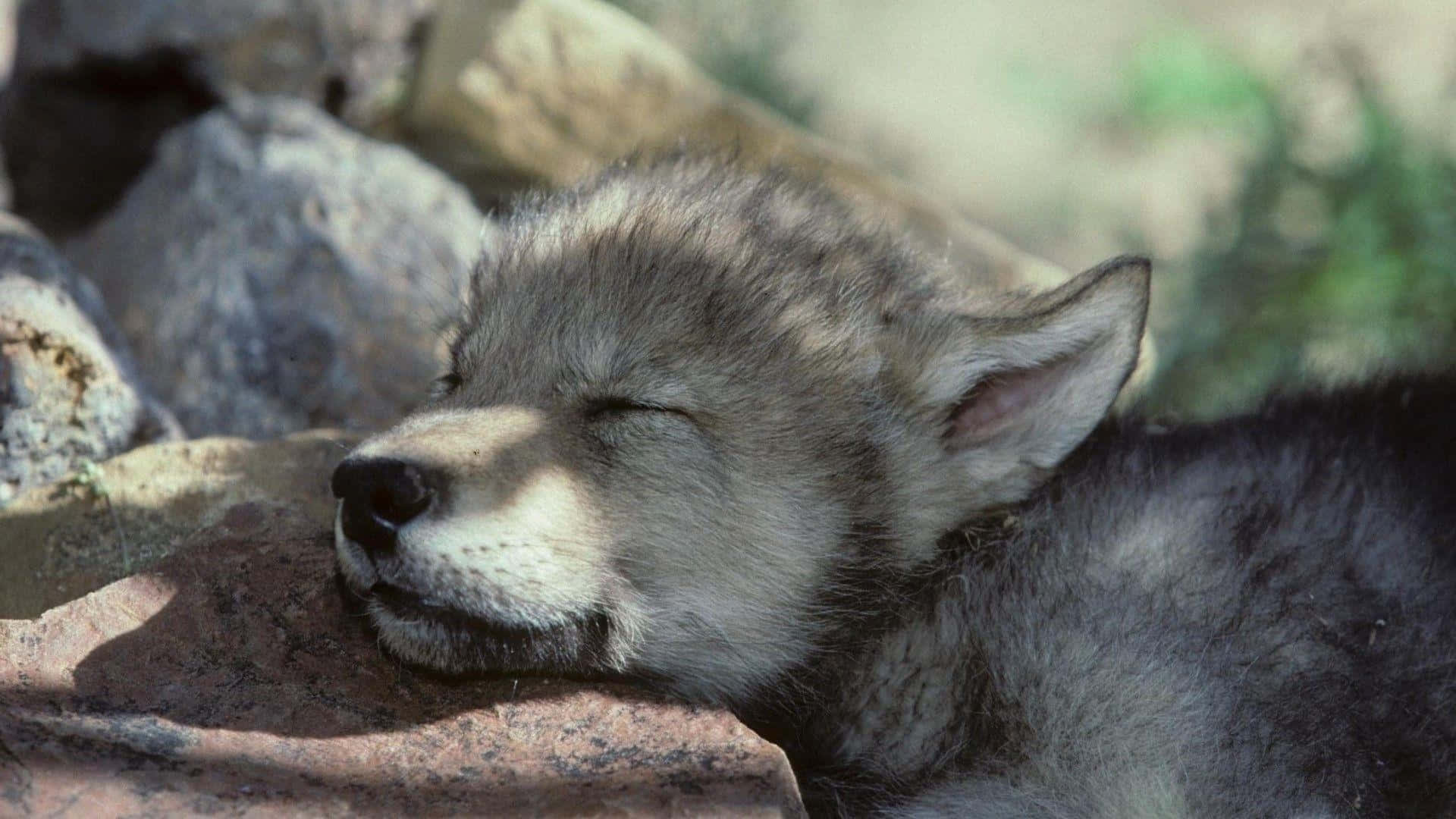 wolf pup, sunlit rock, blurred stones, Full HD Desktop Wallpaper