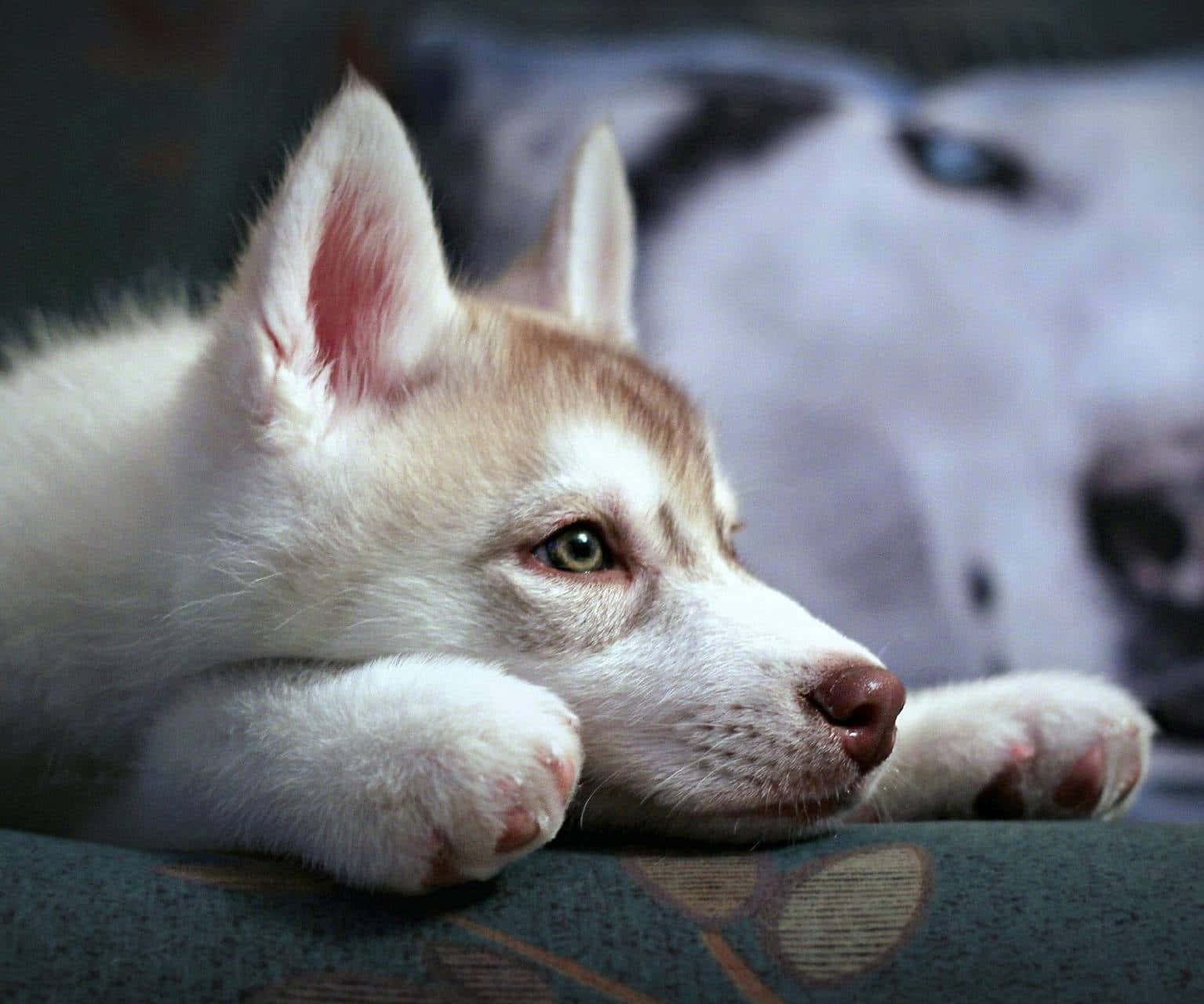 wolf pup, white husky puppy, green eyes, HD Desktop Wallpaper