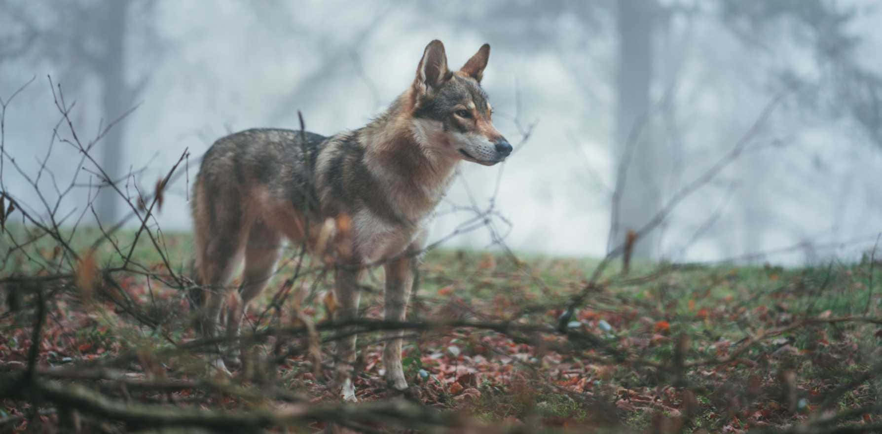Wolfdog, misty forest, fallen leaves, HD Desktop Wallpaper