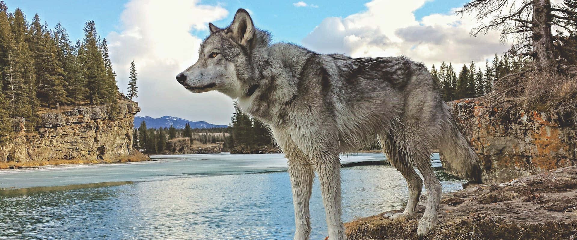 wolfdog, rocky riverbank, pine trees, Full HD Desktop Wallpaper