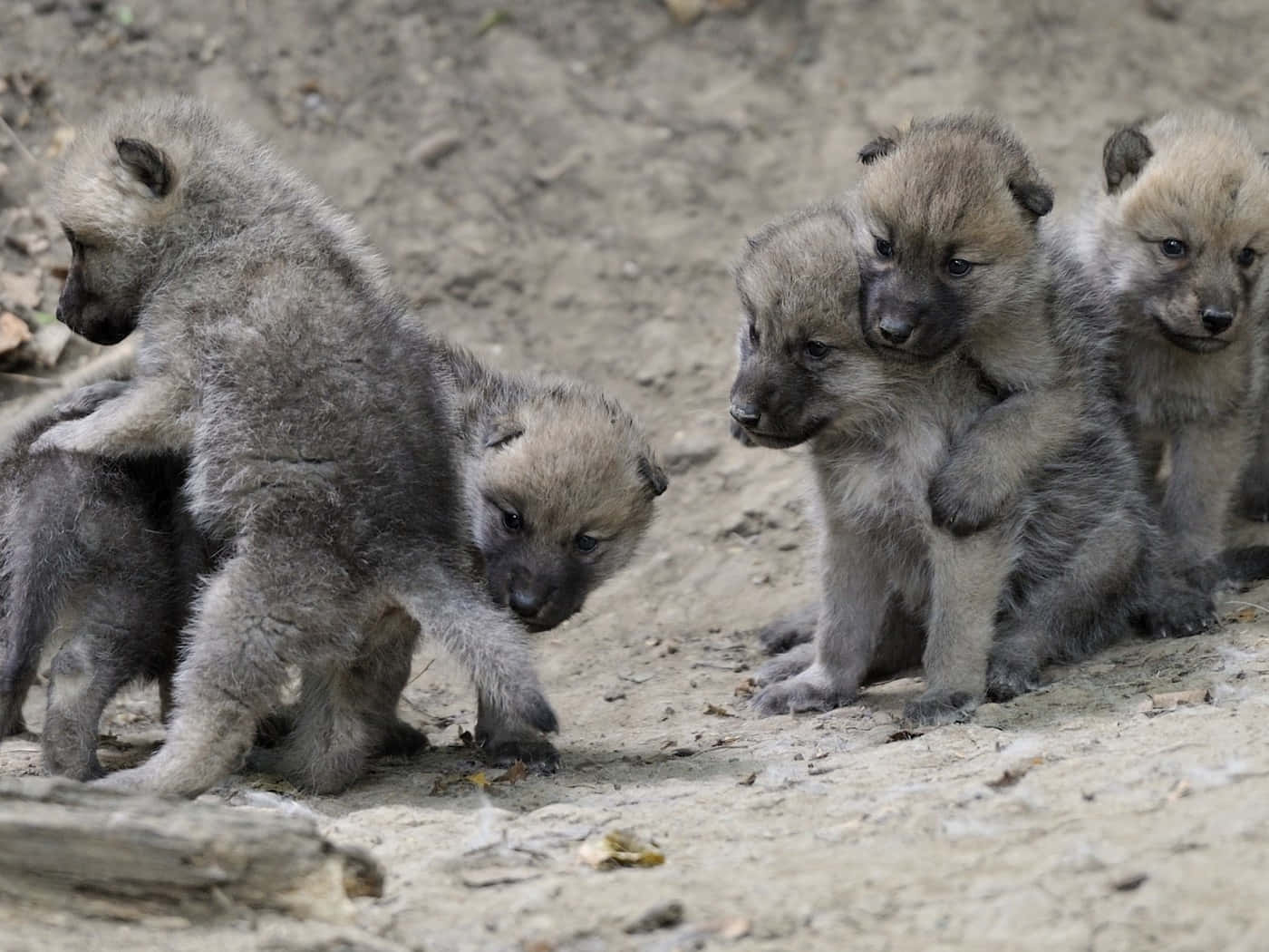 wolf pup, fluffy gray wolf pups, sandy earthy ground, HD Desktop Wallpaper