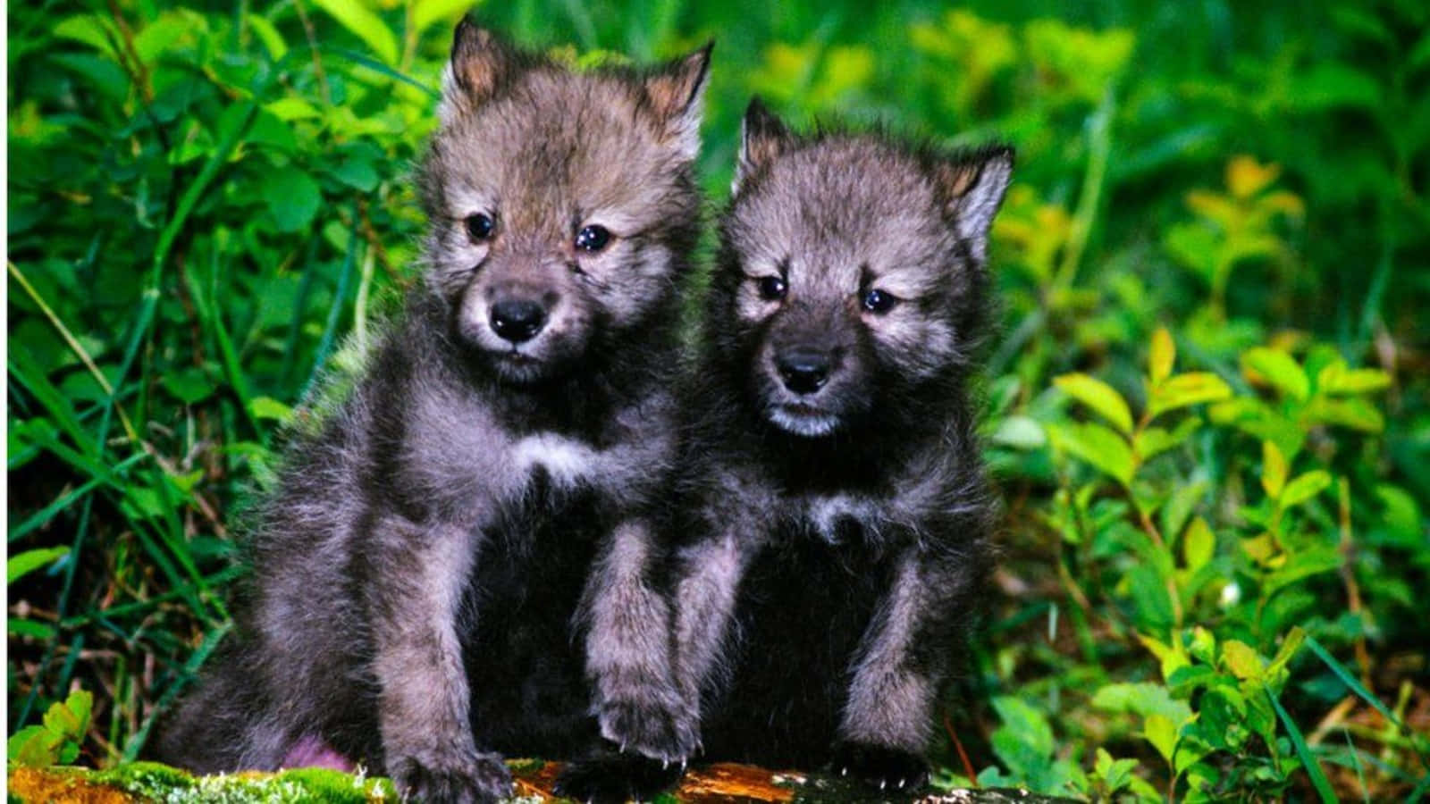 wolf pup, fluffy gray wolf pups, vibrant green foliage, HD Desktop Wallpaper