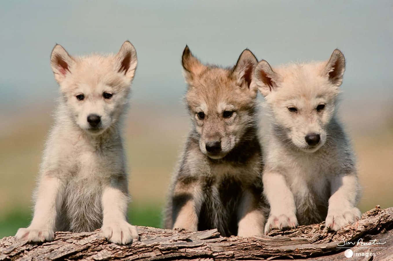 wolf pup, gray and white fur, weathered log, HD Desktop Wallpaper