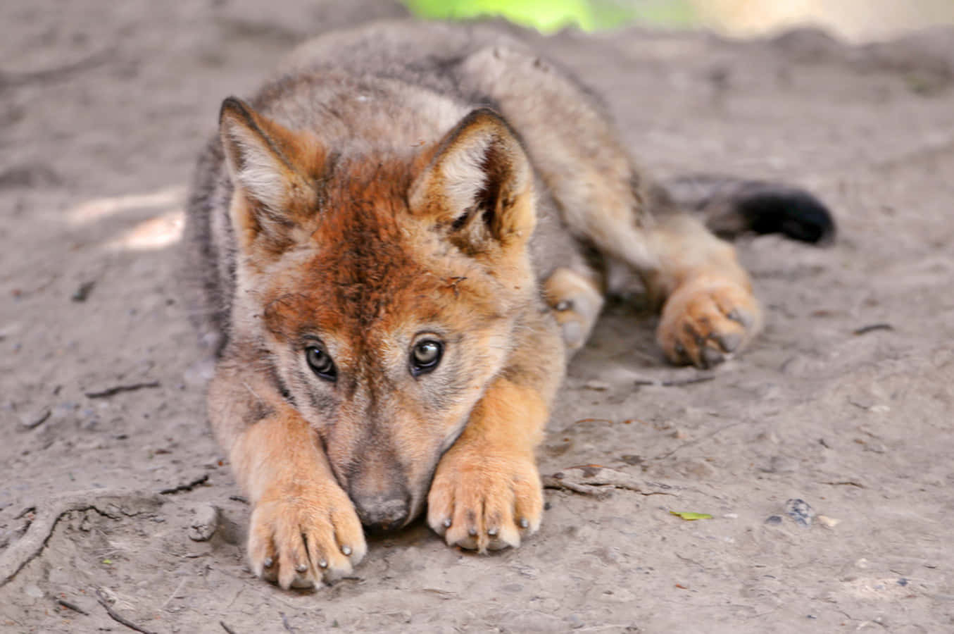 wolf pup, amber eyes, sandy ground, HD Desktop Wallpaper