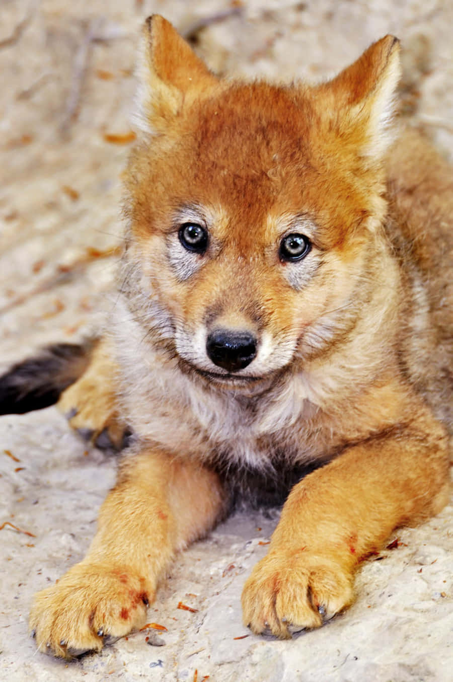 wolf pup 900, reddish-brown, fluffy, HD Phone Wallpaper