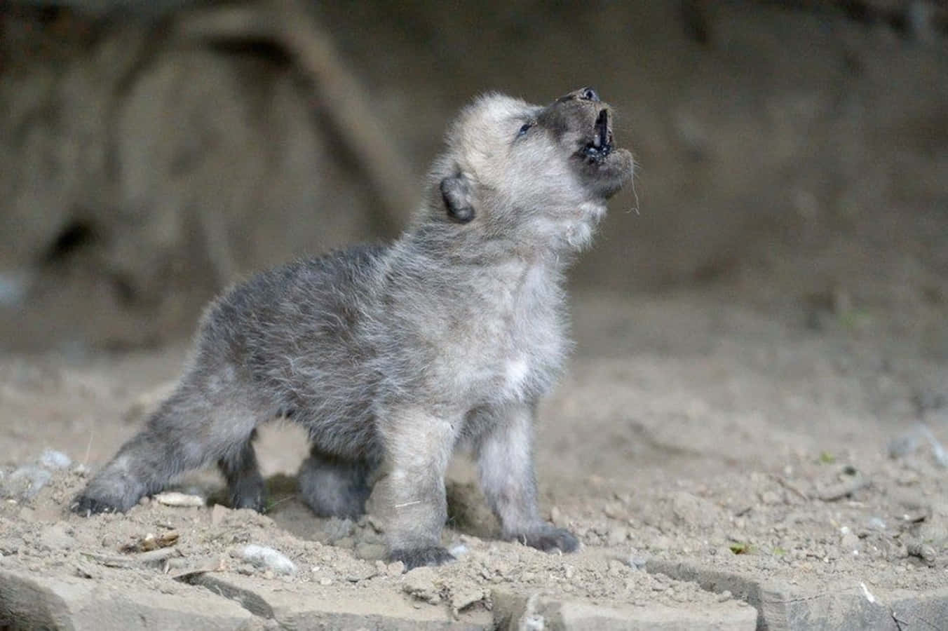 wolf pup, fluffy gray wolf pup, sandy ground, HD Desktop Wallpaper