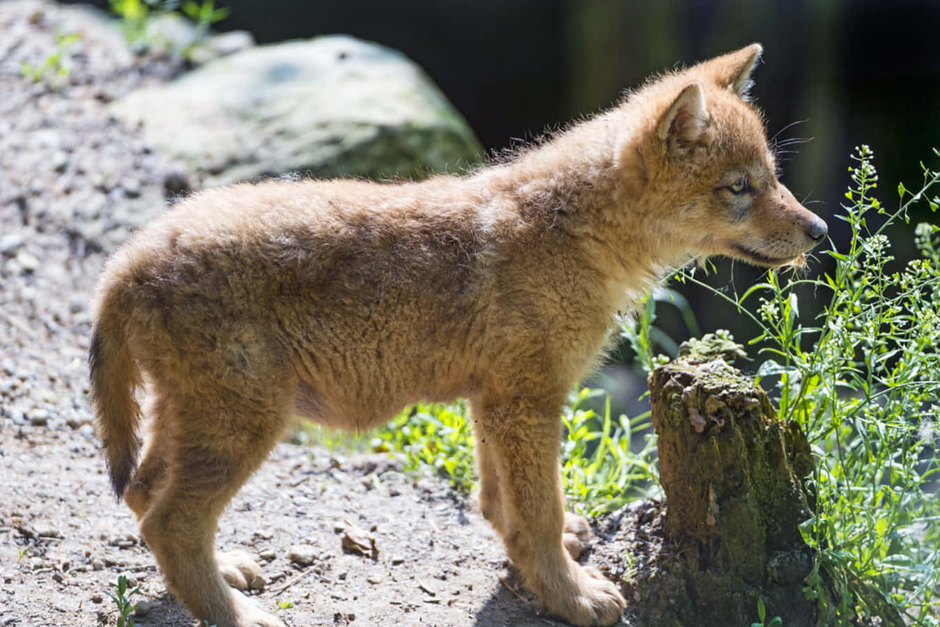 wolf pup, golden fur, sunlit dirt path, HD Desktop Wallpaper