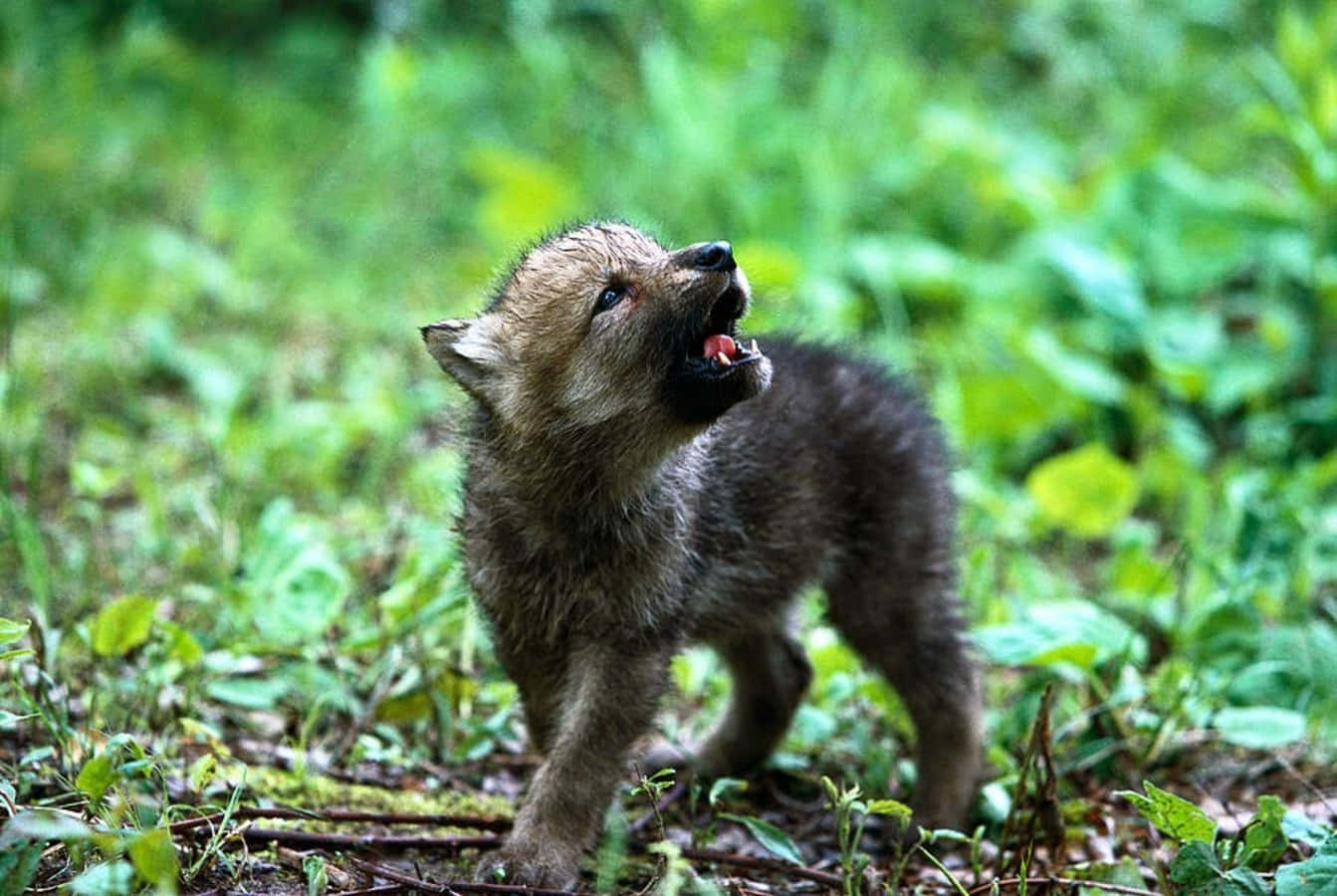 wolf pup, lush green forest, playful yelp, HD Desktop Wallpaper