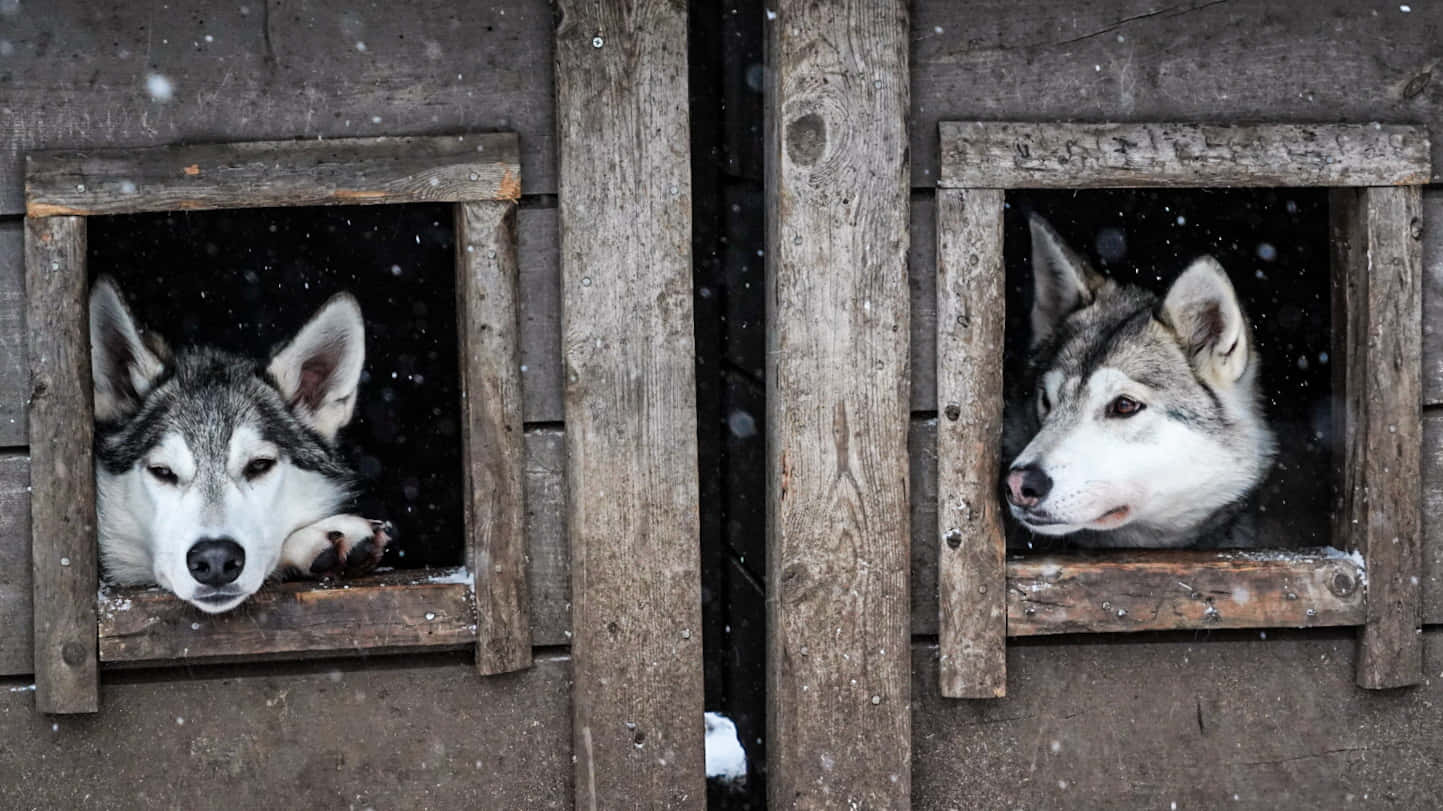 Wolfdog, huskies, wooden kennel windows, HD Desktop Wallpaper