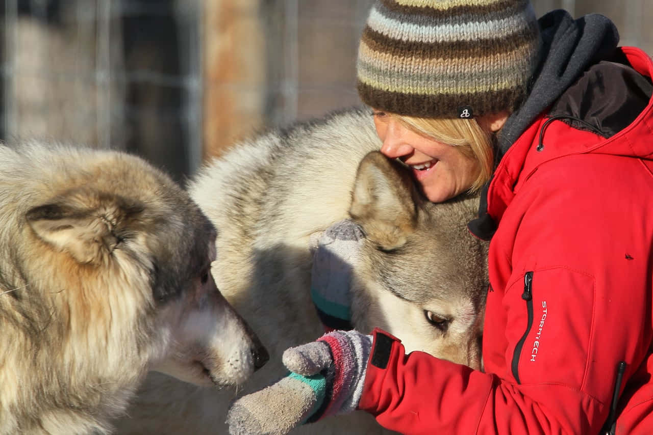wolfdog, red jacket, striped beanie, HD Desktop Wallpaper
