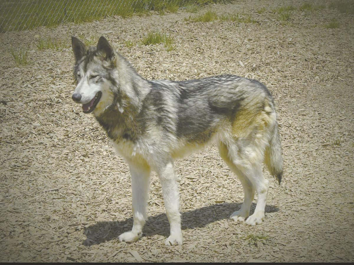 Wolfdog, gray and white wolf, gravelly ground, SD Desktop Wallpaper