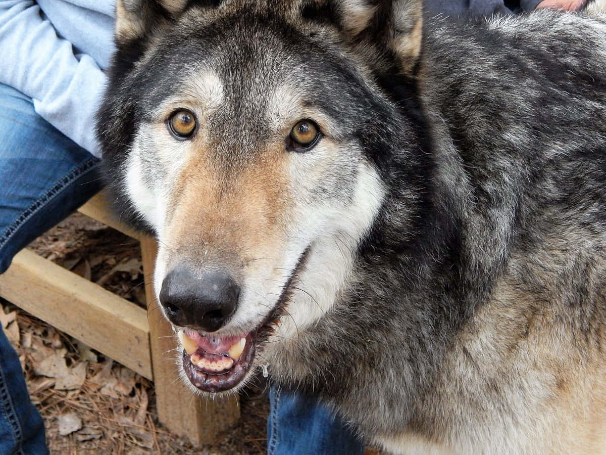 wolfdog, gray wolf, amber eyes, SD Desktop Wallpaper