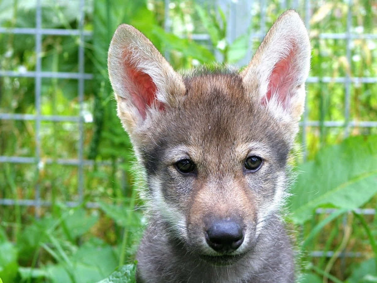 wolf pup, gray wolf pup, green foliage, SD Desktop Wallpaper