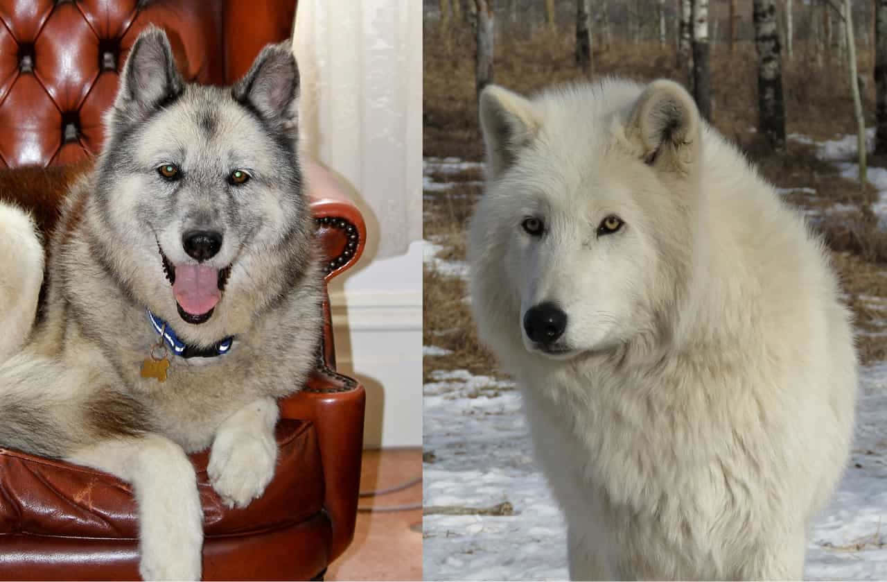 Wolfdog, leather chair, white wolf, HD Desktop Wallpaper