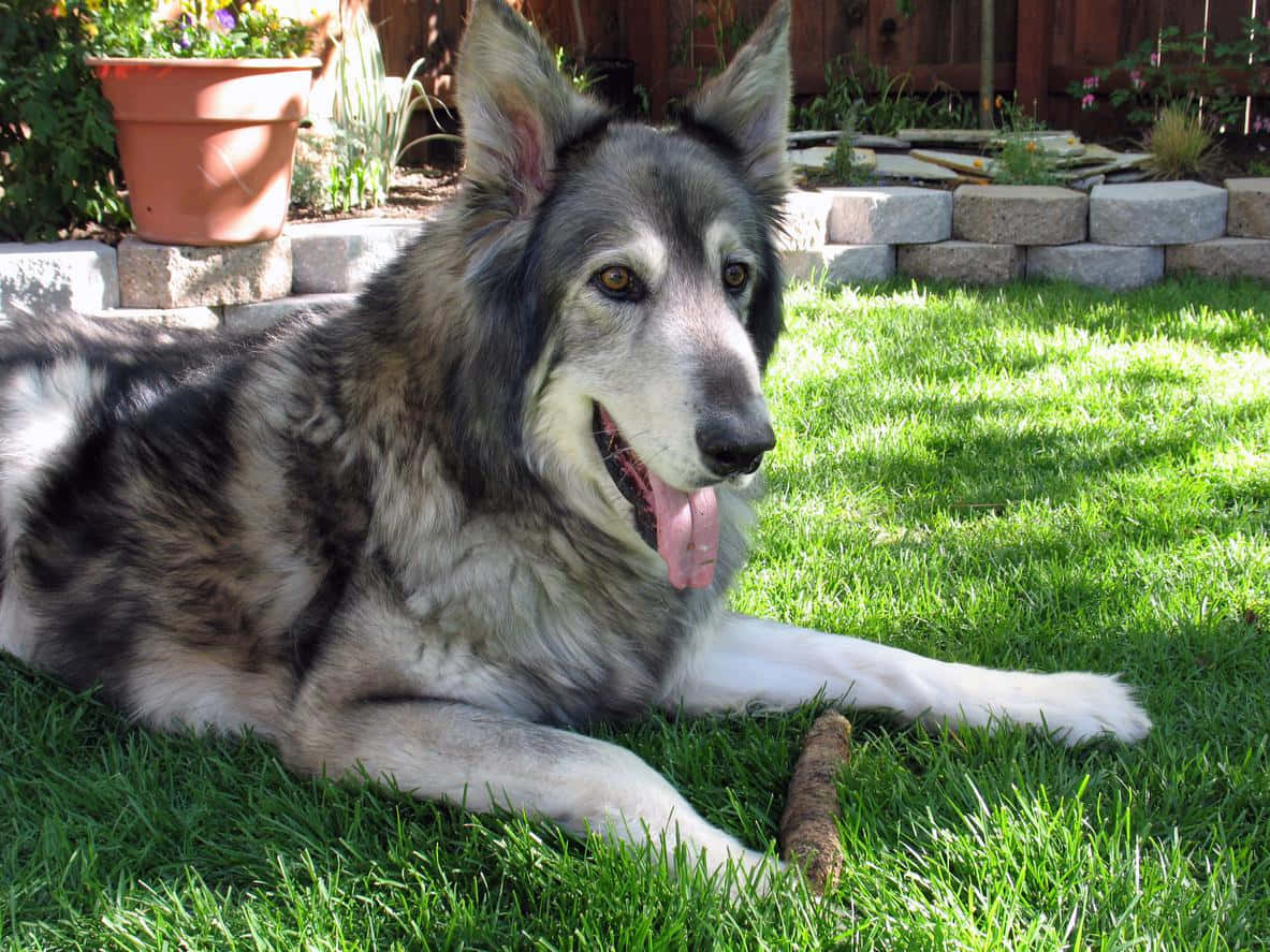Wolfdog, gray and white, vibrant green grass, SD Desktop Wallpaper