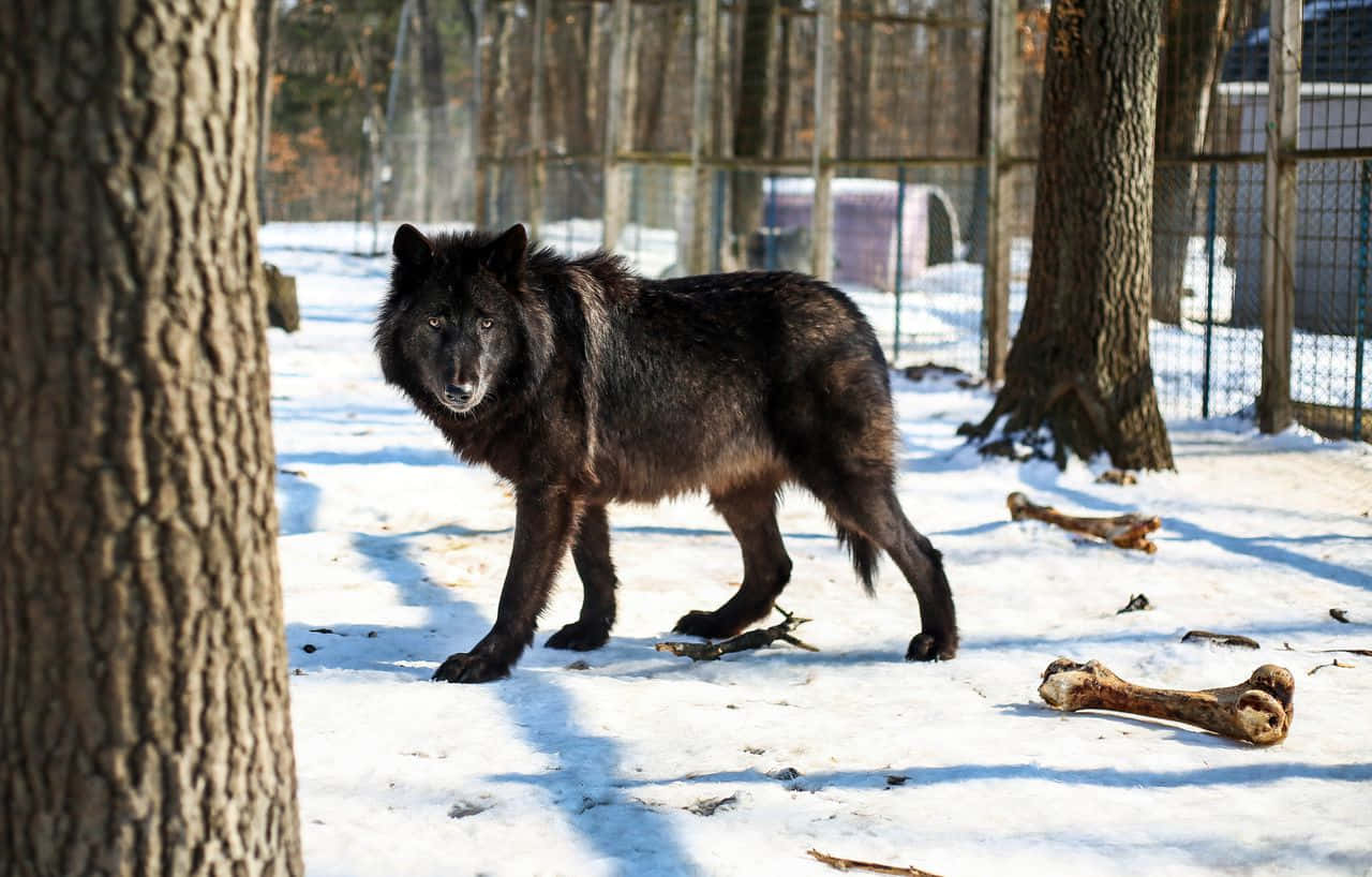Wolfdog, black wolf, snowy enclosure, HD Desktop Wallpaper