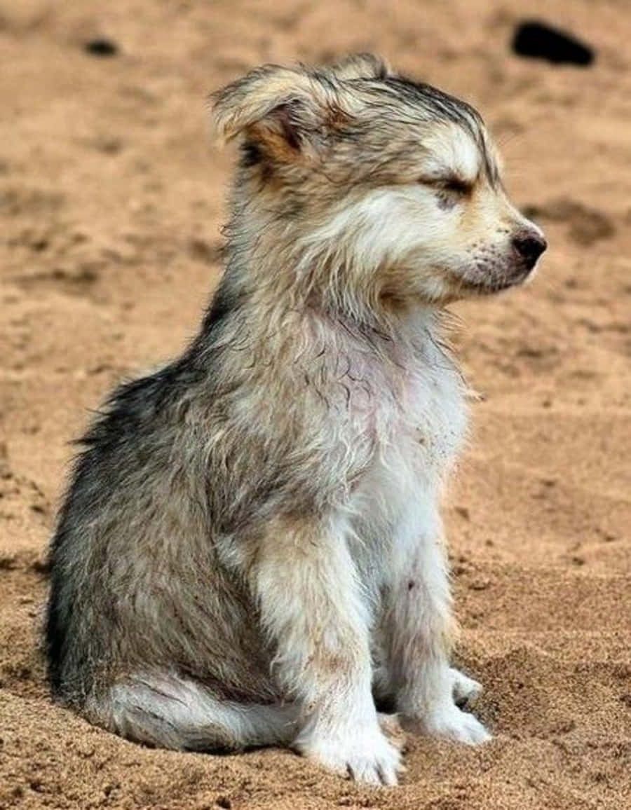 wolf pup 900, sandy ground, shaggy puppy, SD Phone Wallpaper