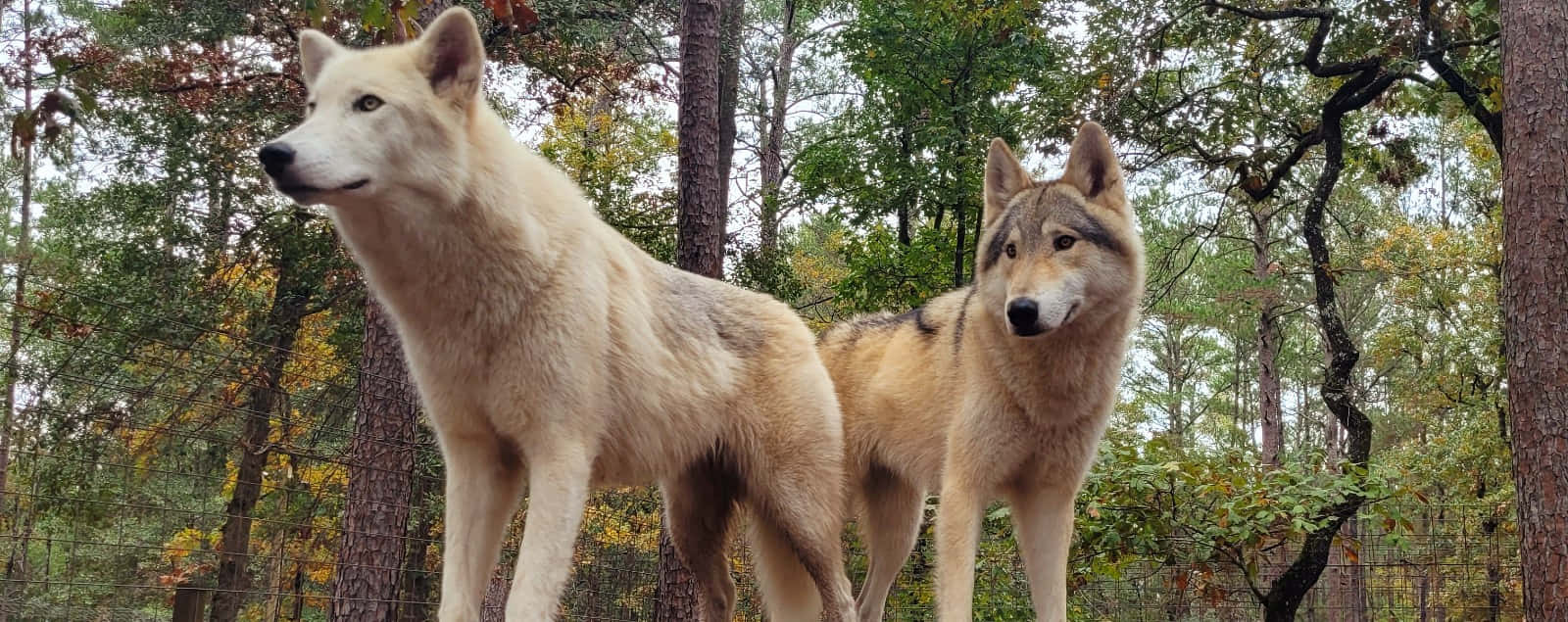 Wolfdog, autumn leaves, forest, HD Desktop Wallpaper