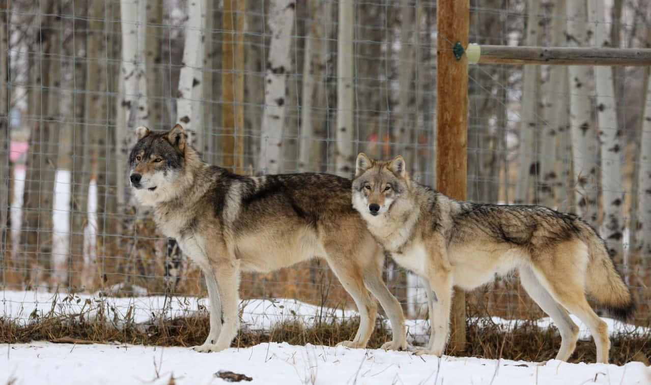 Wolfdog, snowy forest, wire fence, SD Desktop Wallpaper
