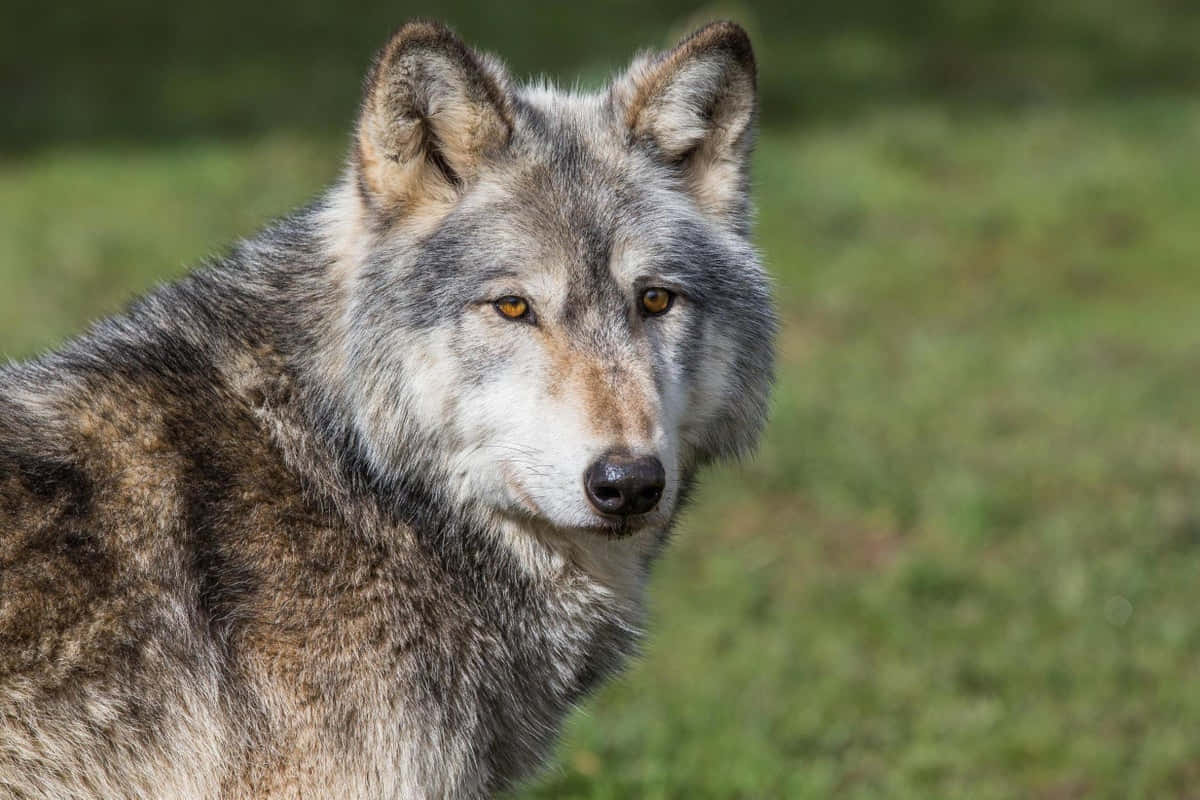 wolfdog, gray wolf, amber eyes, SD Desktop Wallpaper