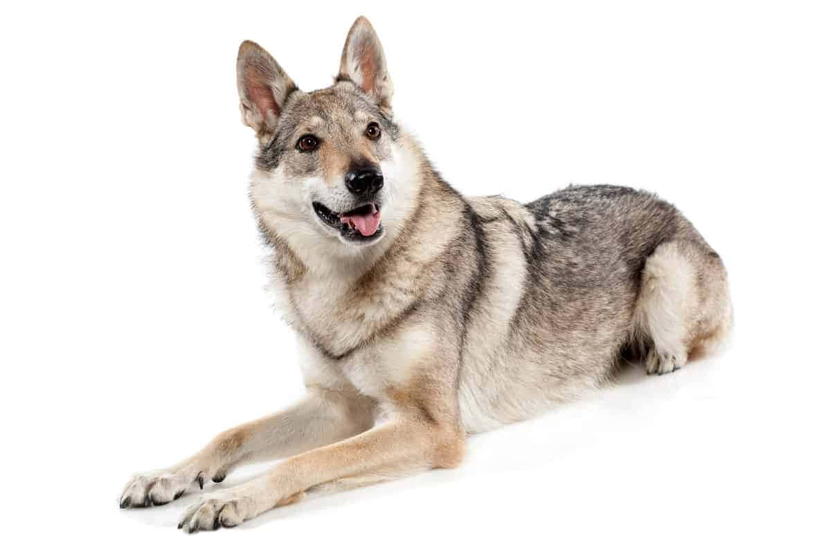 Wolfdog, gray and tan fur, pure white background, SD Desktop Wallpaper