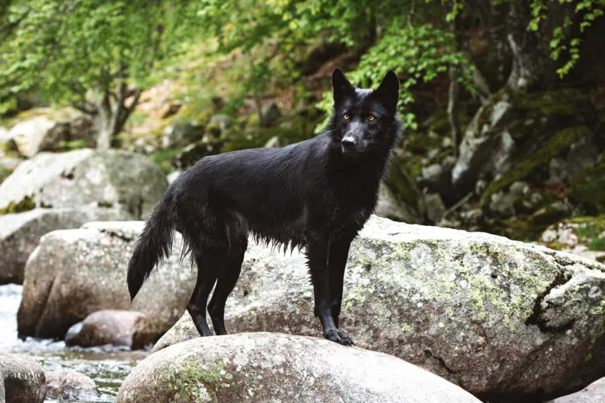 wolfdog, black, mossy rocks, SD Desktop Wallpaper