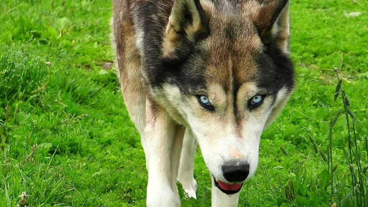 wolfdog, husky, piercing blue eyes, HD Desktop Wallpaper