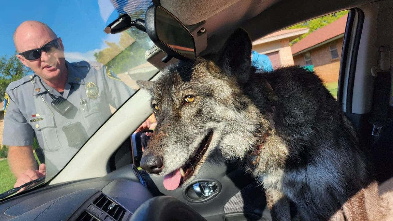 Wolfdog, car, police officer, HD Desktop Wallpaper