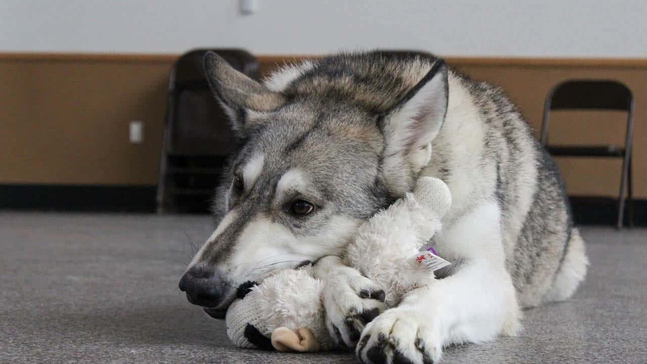 wolfdog, white stuffed toy, gray carpeted floor, HD Desktop Wallpaper