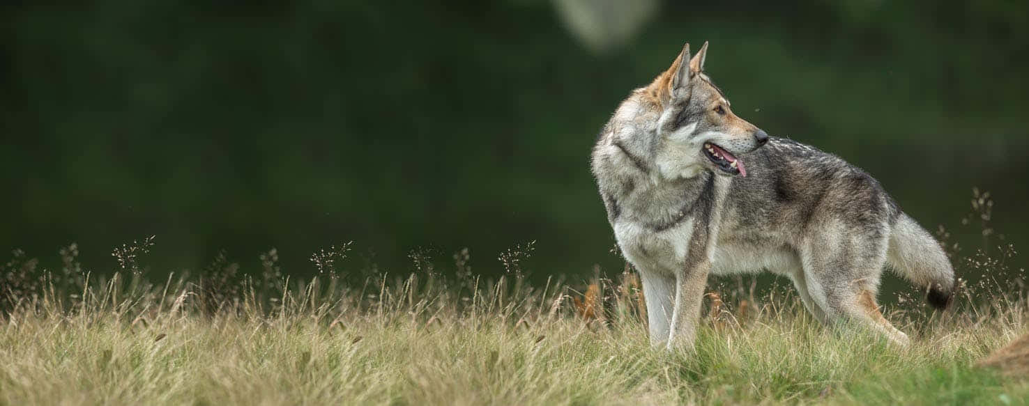 Wolfdog, golden grass, blurred green forest, HD Desktop Wallpaper