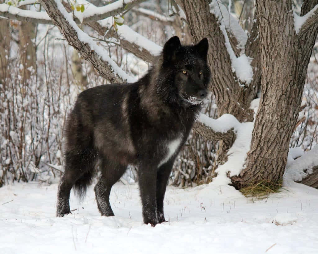 Wolfdog, black wolf, white chest, SD Desktop Wallpaper