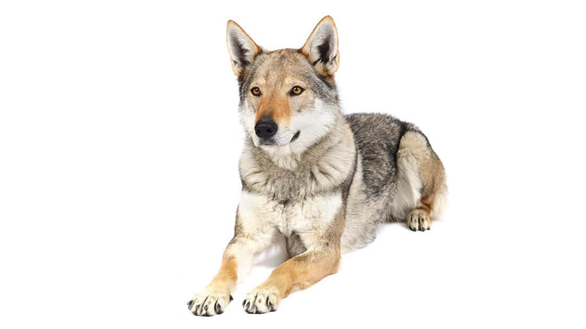 Wolfdog, gray and tan fur, stark white background, SD Desktop Wallpaper