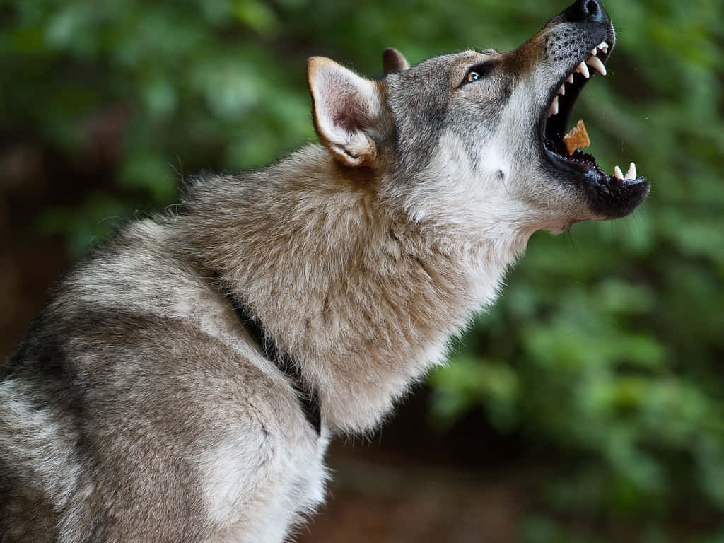 Wolfdog, gray wolf, sharp teeth, SD Desktop Wallpaper