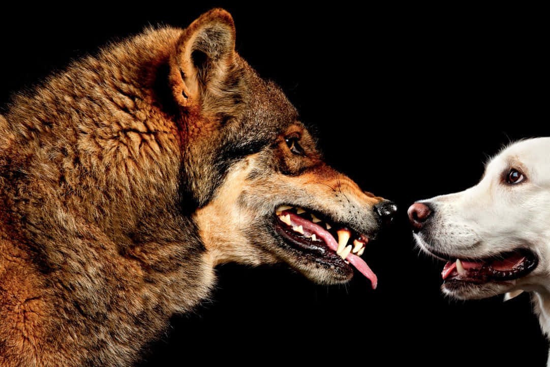 wolfdog, brown wolf, white dog, SD Desktop Wallpaper