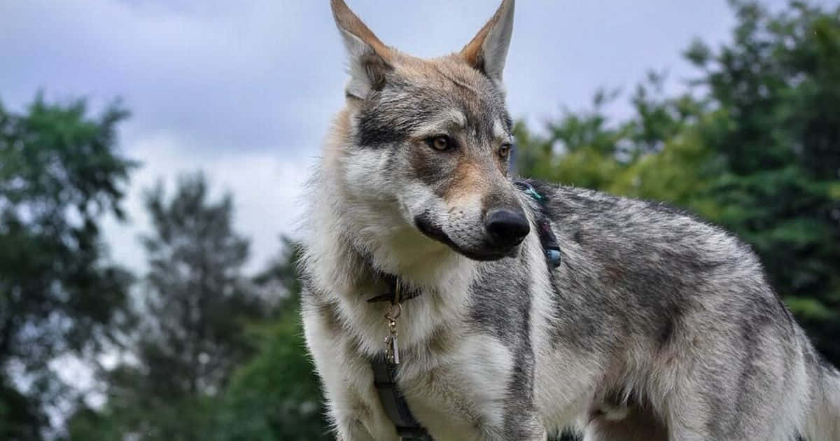 Wolfdog, gray and white, forest, SD Desktop Wallpaper