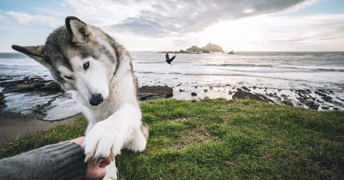 Wolfdog, sunset, grassy cliff, SD Desktop Wallpaper