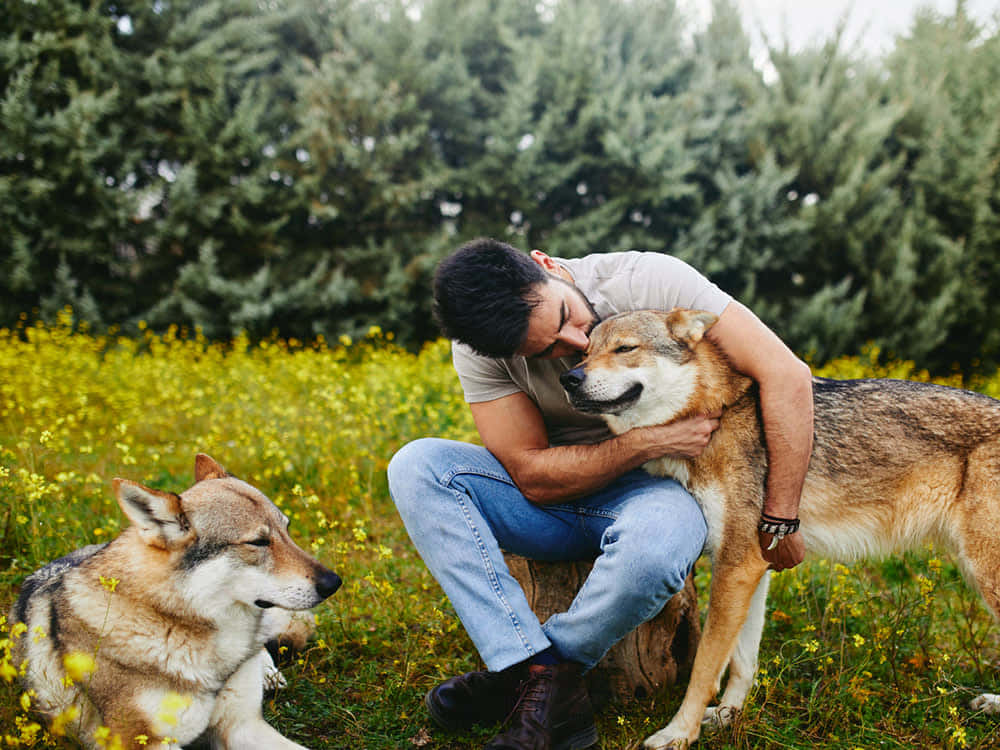 Wolfdog, sunlit field of yellow flowers, large wolf-like dog, SD Desktop Wallpaper