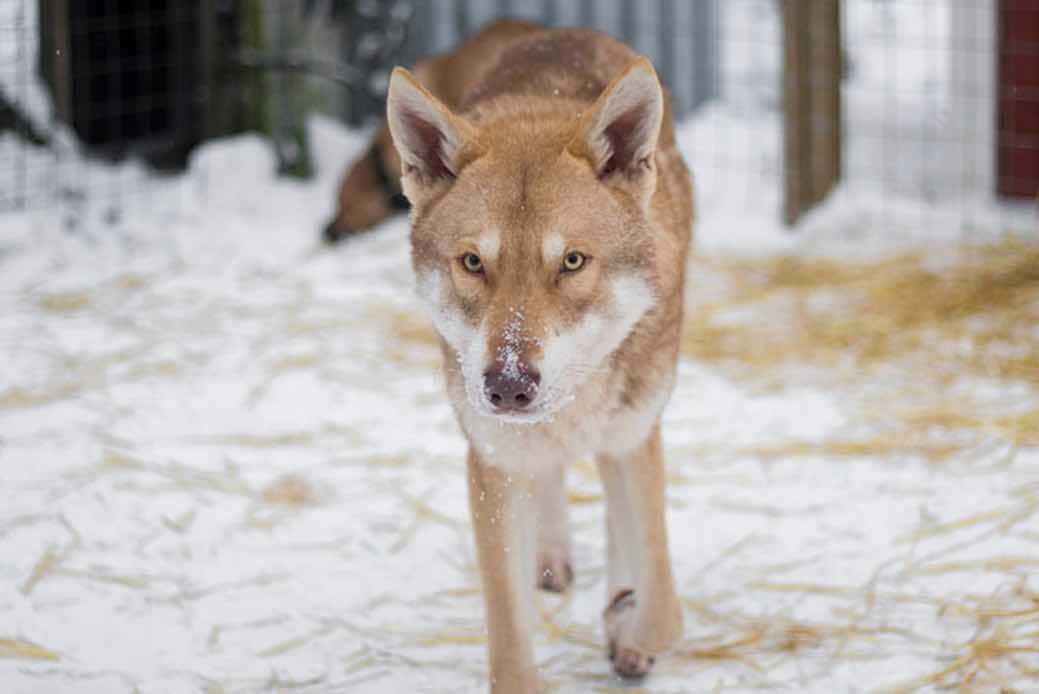 wolfdog, 1039 x 694, snowy enclosure, SD Desktop Wallpaper