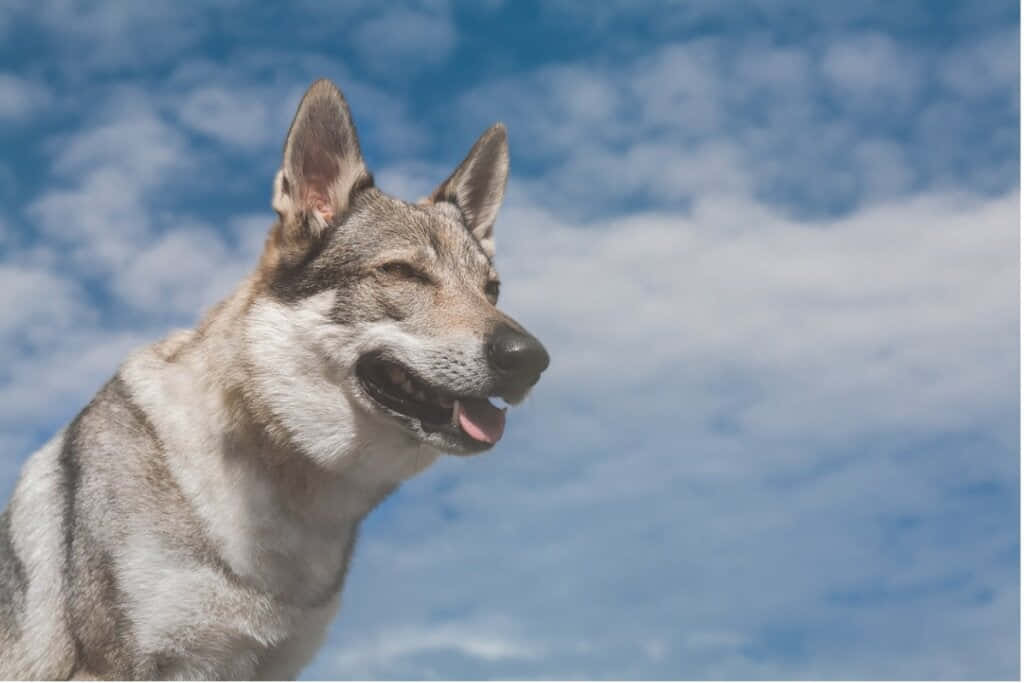Wolfdog, gray and white dog, bright blue sky, SD Desktop Wallpaper
