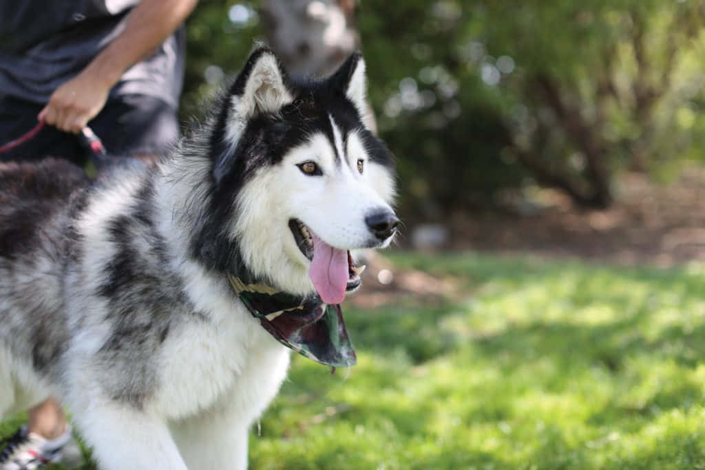 wolfdog, black and white husky, bright sunlight, SD Desktop Wallpaper