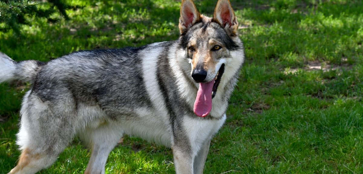 Wolfdog 1200 x 576, gray and white dog, bright green grass, SD Desktop Wallpaper