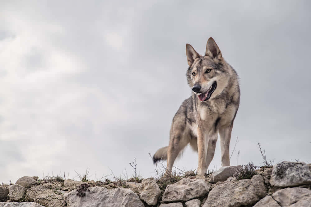 Wolfdog, gray wolf, rocky hilltop, SD Desktop Wallpaper