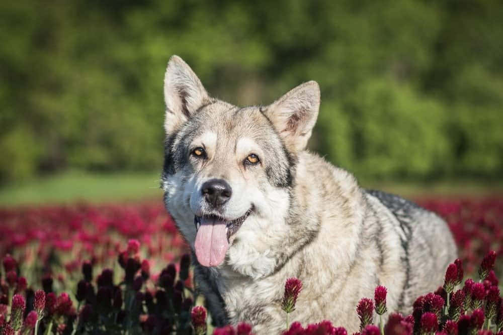 Wolfdog, vibrant red flowers, bright sunlight, SD Desktop Wallpaper