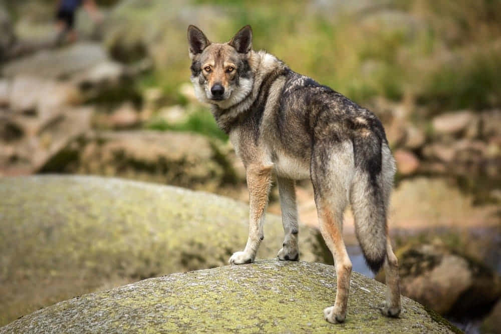 Wolfdog, mossy rock, blurred forest, SD Desktop Wallpaper