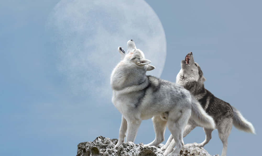 wolfdog, rocky peak, massive glowing moon, SD Desktop Wallpaper